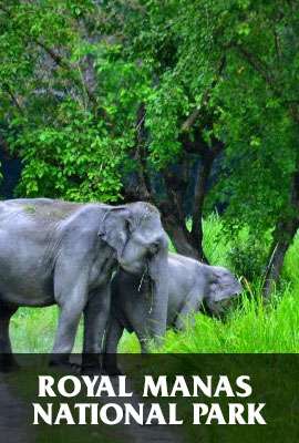 Royal Manas National Park