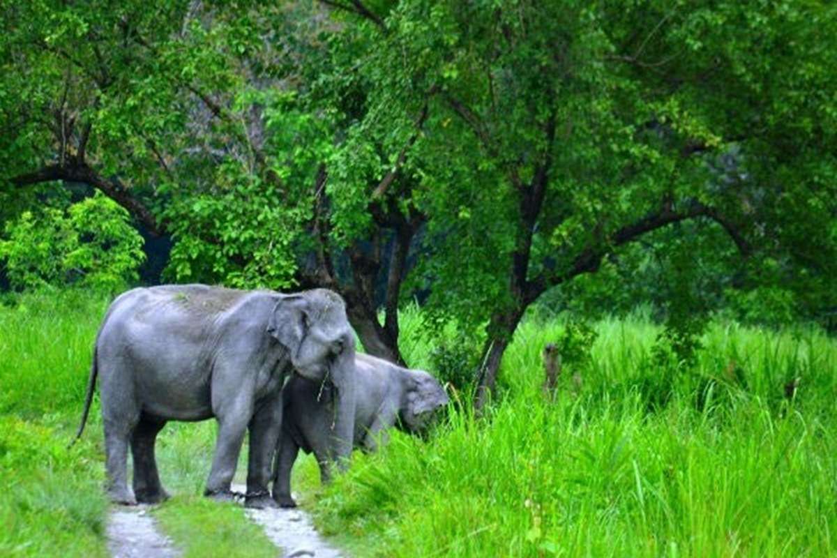 Royal Manas National Park