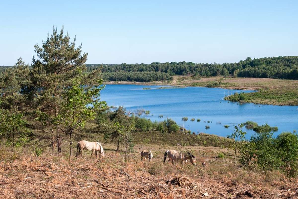 Hoge Kempen National Park