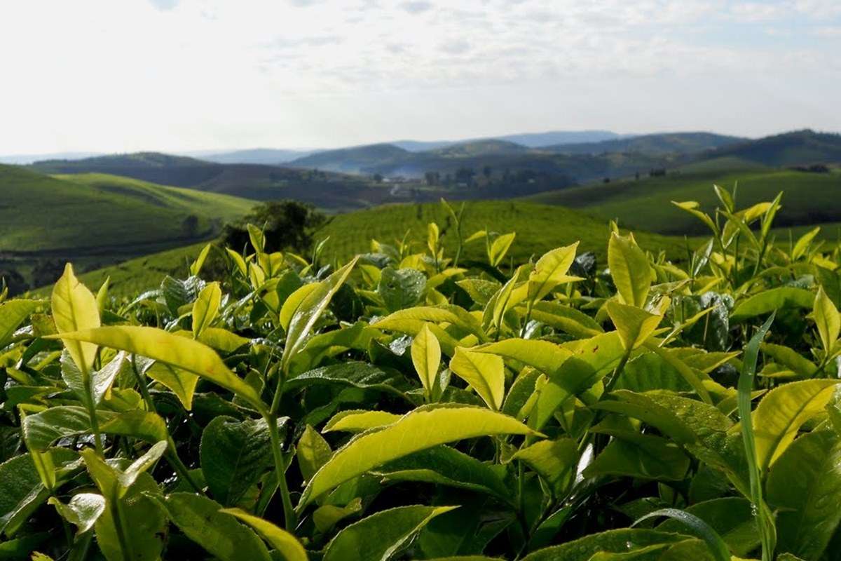 Teza Tea Plantations