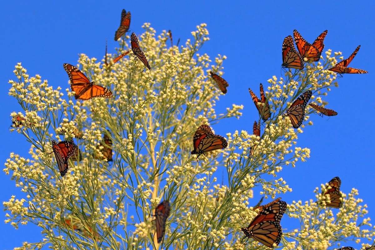 Monarch Butterfly Biosphere Reserve