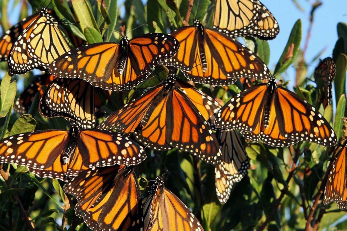 Monarch Butterfly Biosphere Reserve