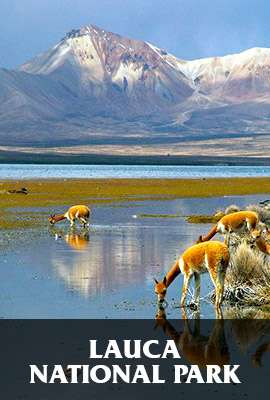 Lauca National Park