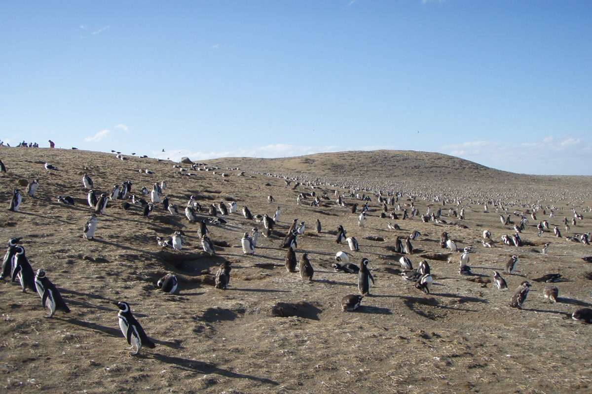 Los Pinguinos Natural Monument