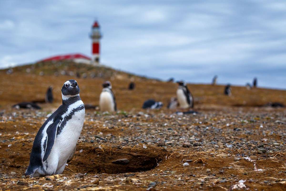 Los Pinguinos Natural Monument