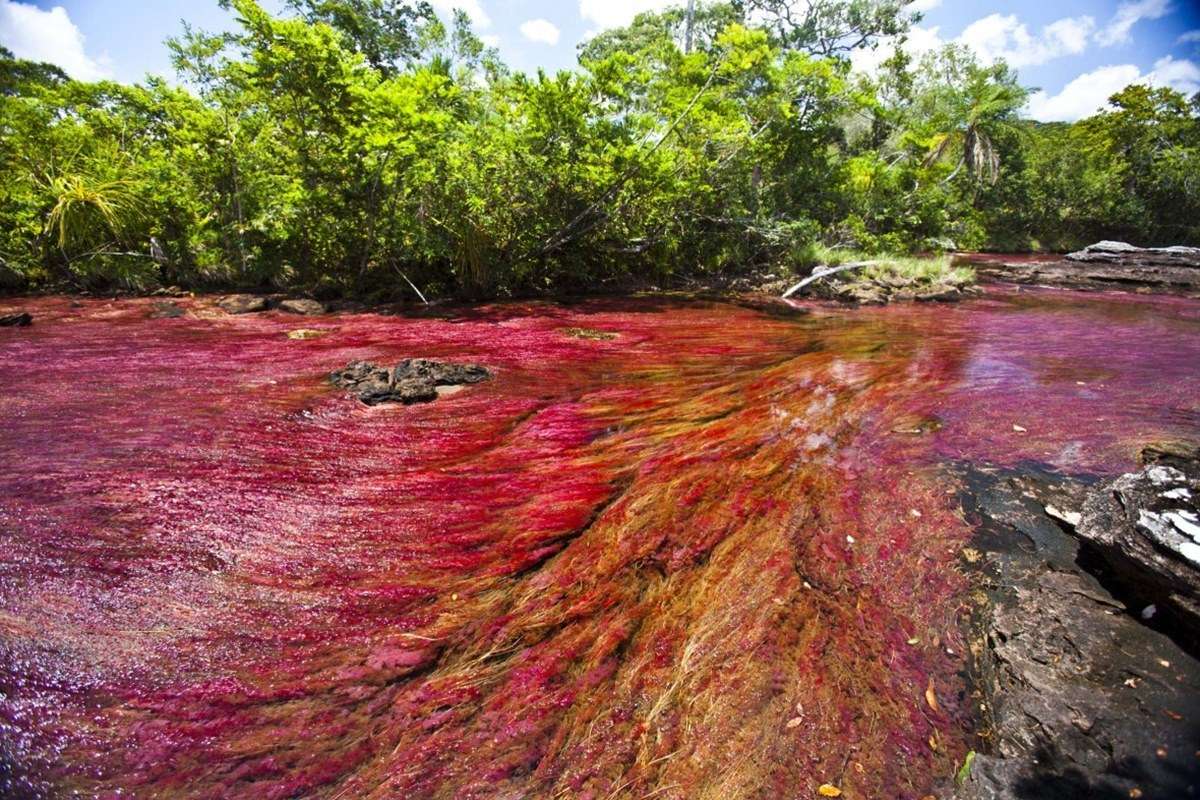 Cano Cristales