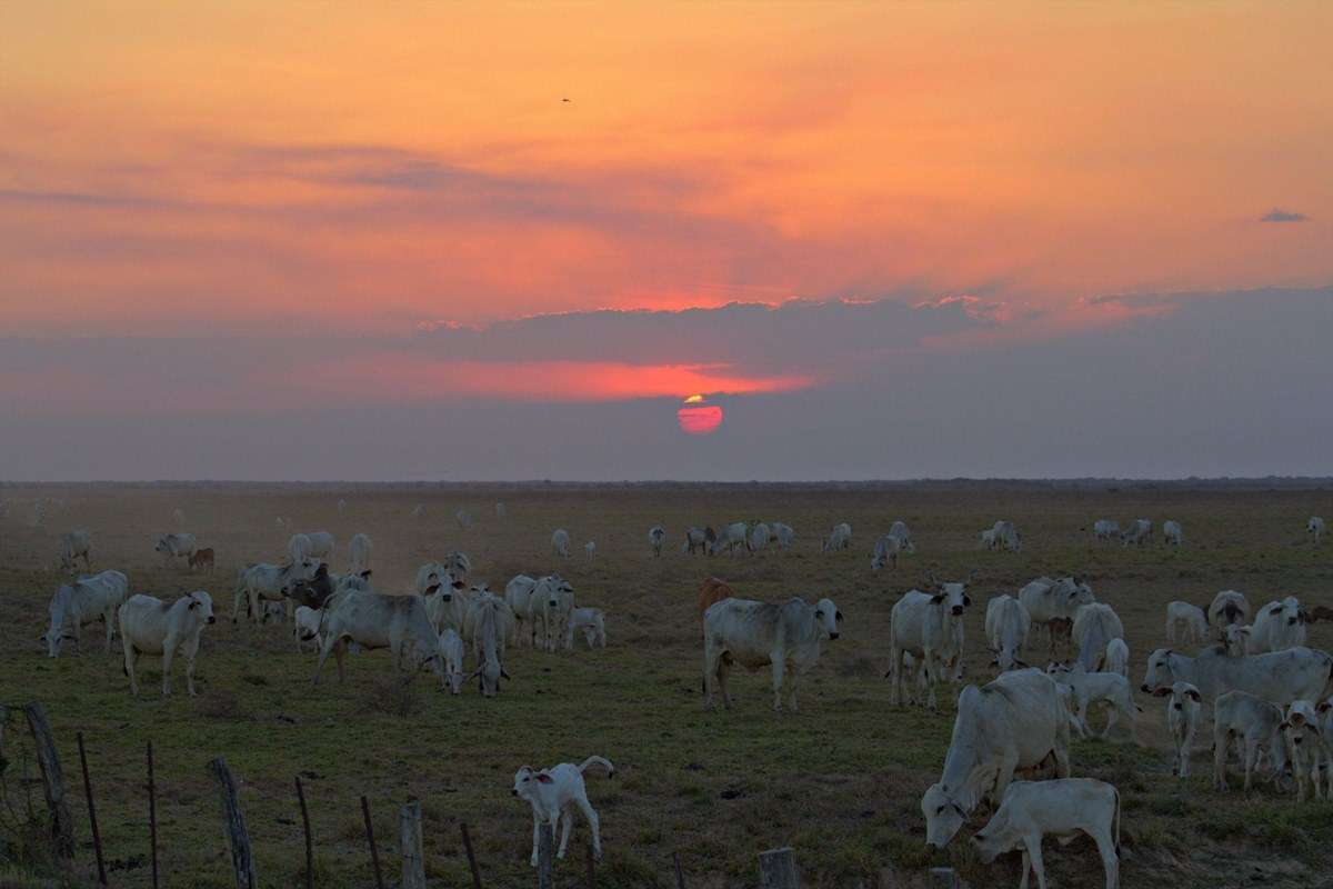 Los Llanos