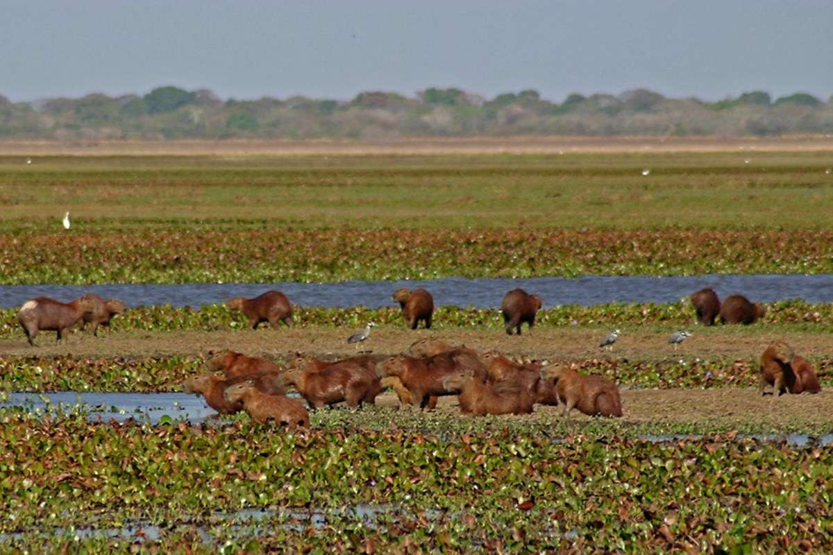 Los Llanos