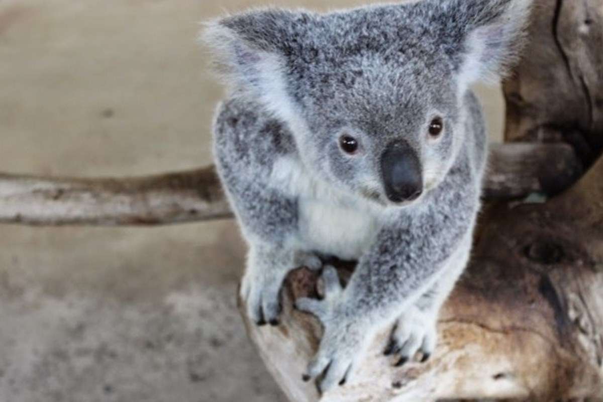 Cohunu Koala Park