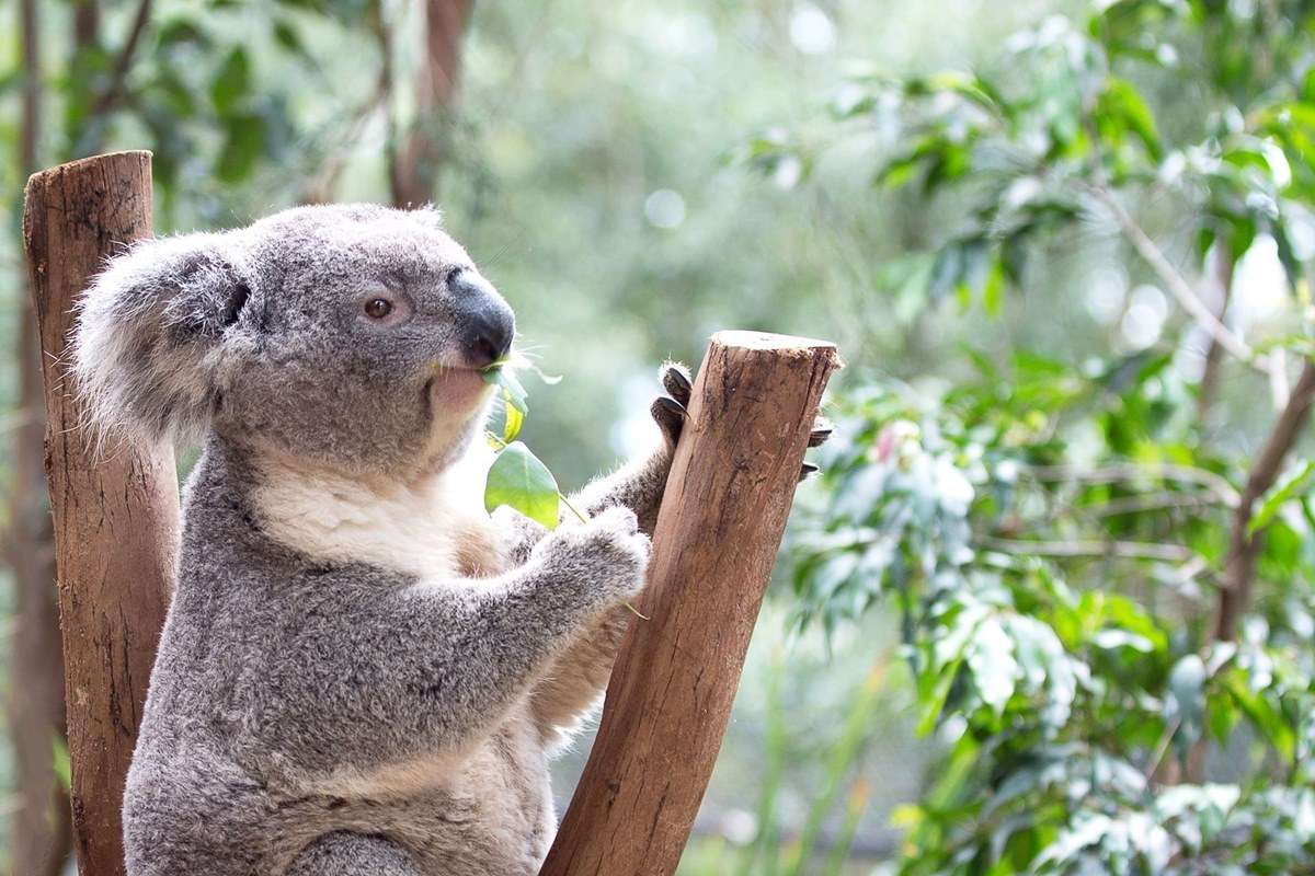 Cohunu Koala Park