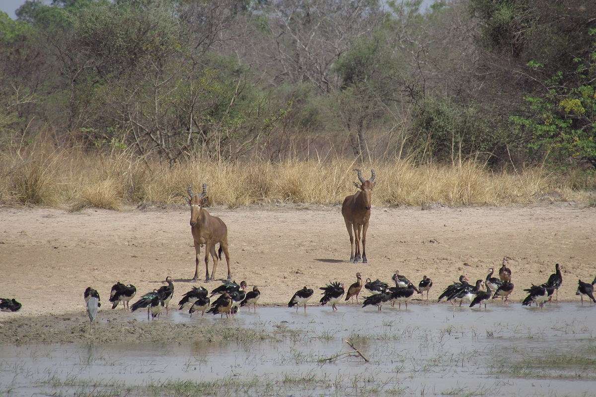 Pendjari National Park