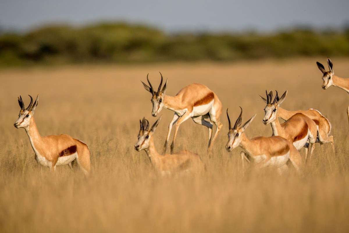 Central Kalahari Game Reserve