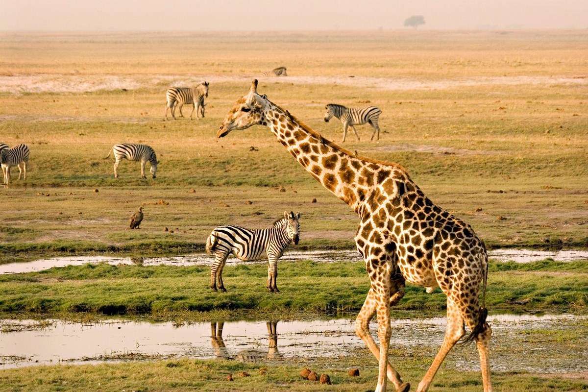 Chobe National Park