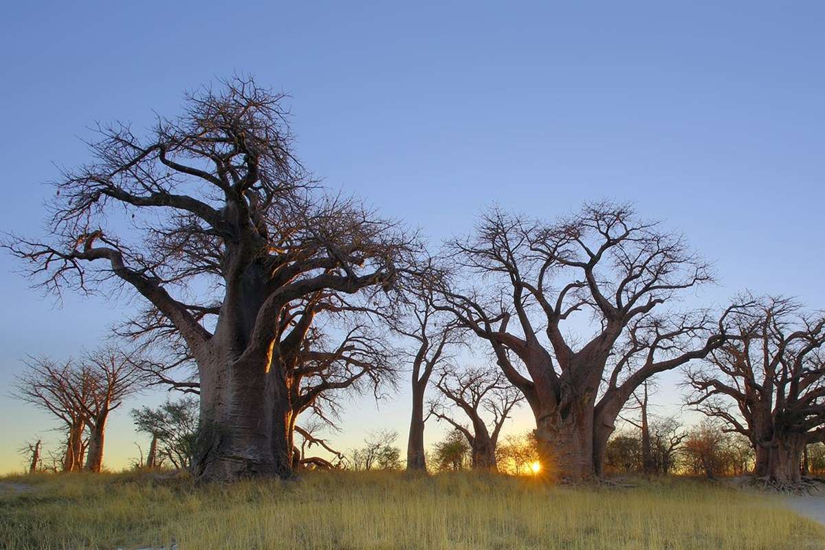 Nxai Pan National Park