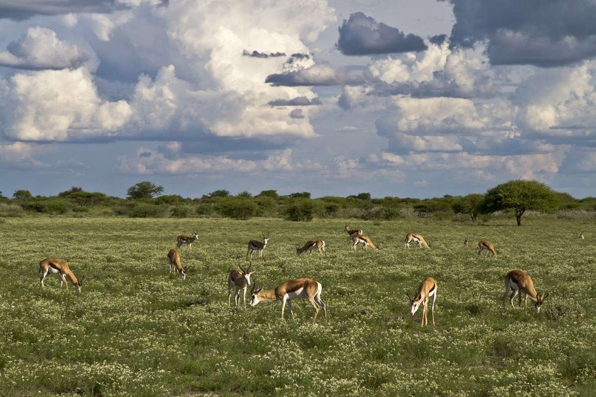 Central Kalahari Game Reserve