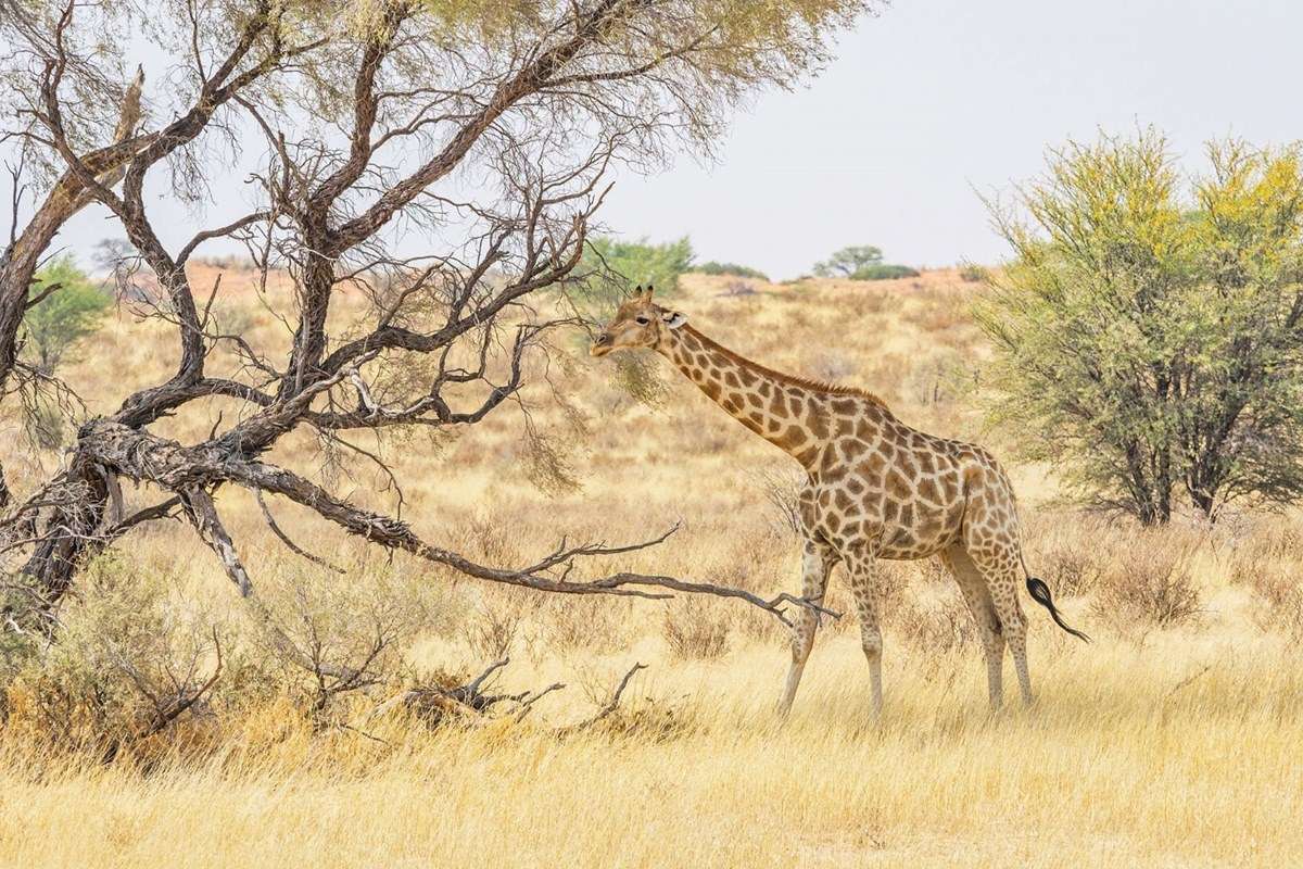 Kgalagadi Transfrontier Park