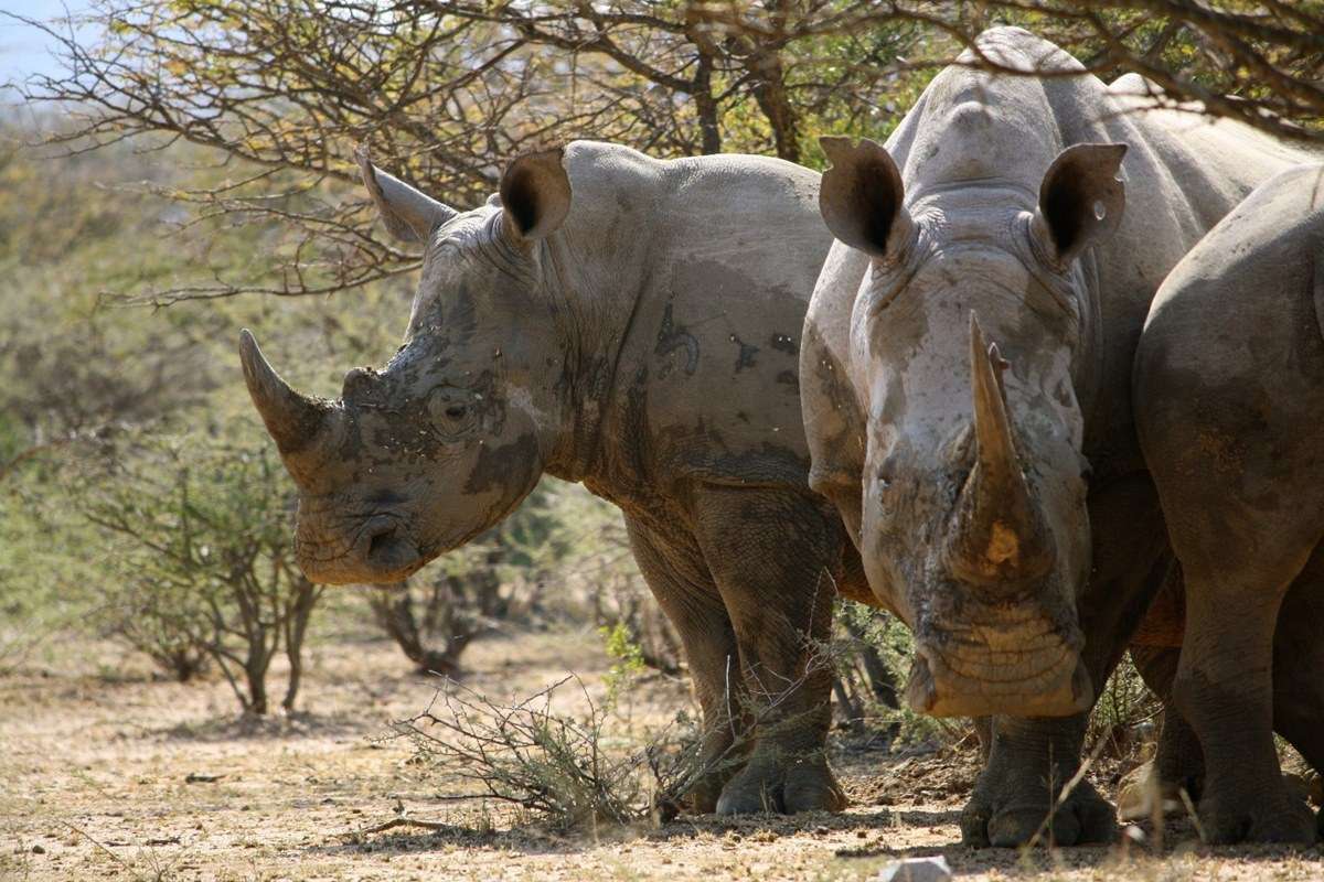 Mokolodi Nature Reserve