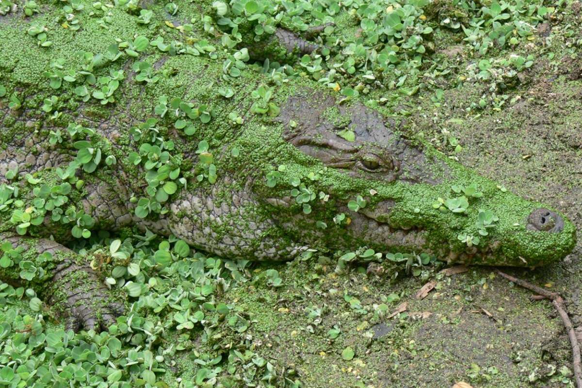 Abuko Nature Reserve