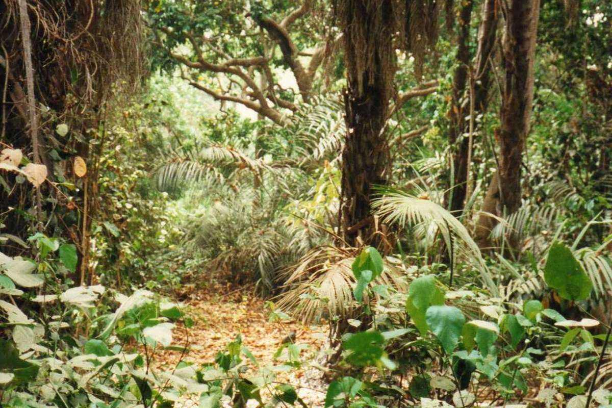 Abuko Nature Reserve