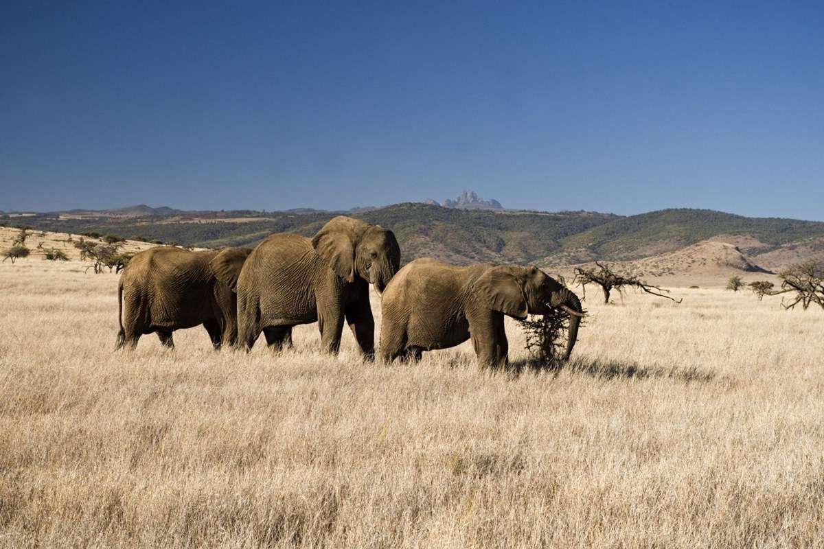 Mount Kenya National Park