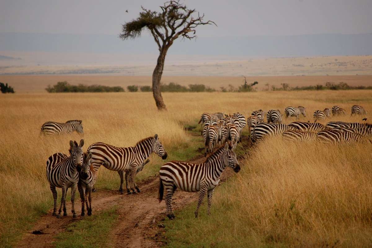 Maasai Mara National Reserve