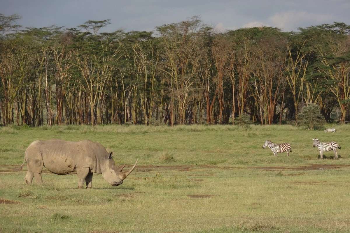 Lake Nakuru National Park