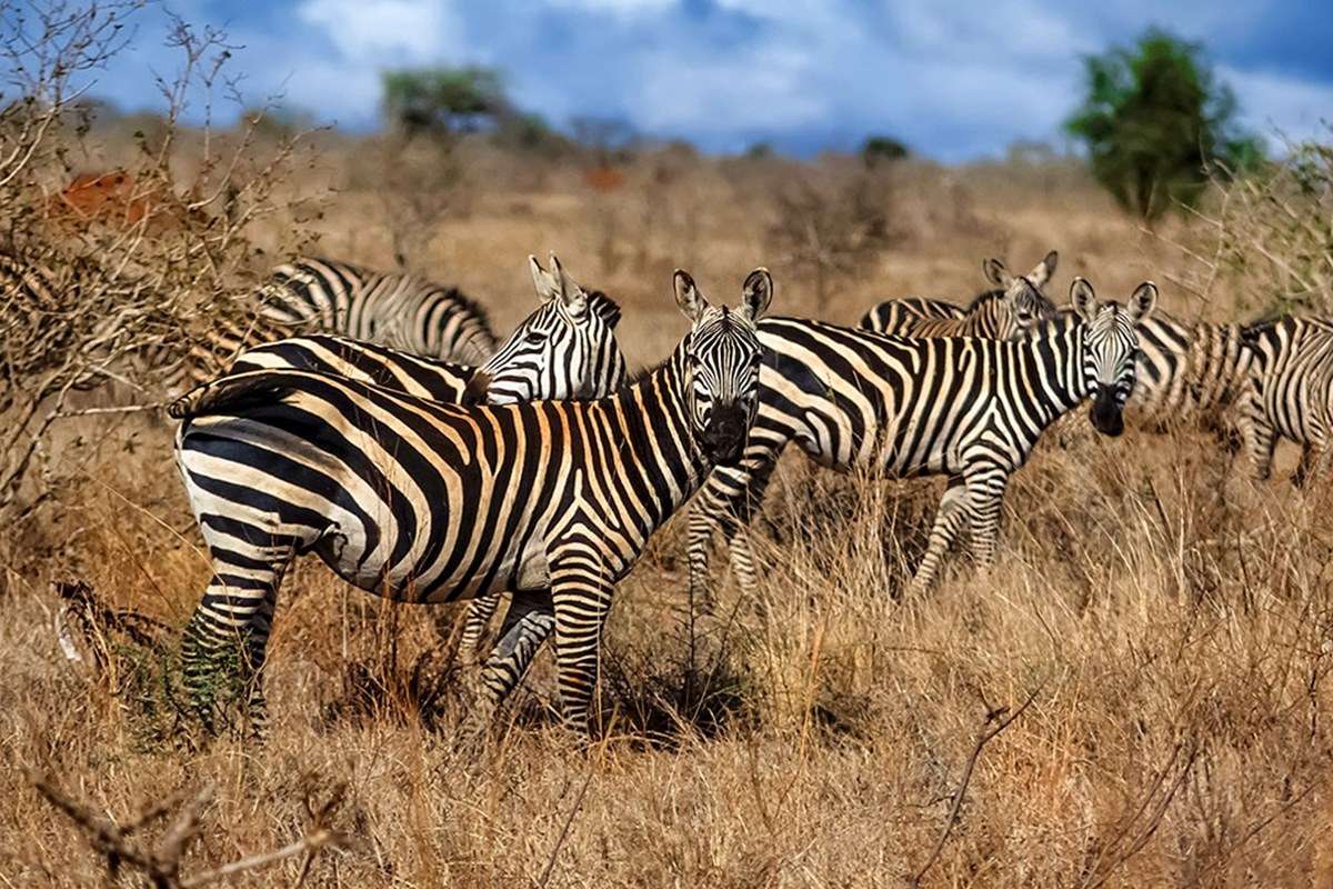 Nairobi National Park