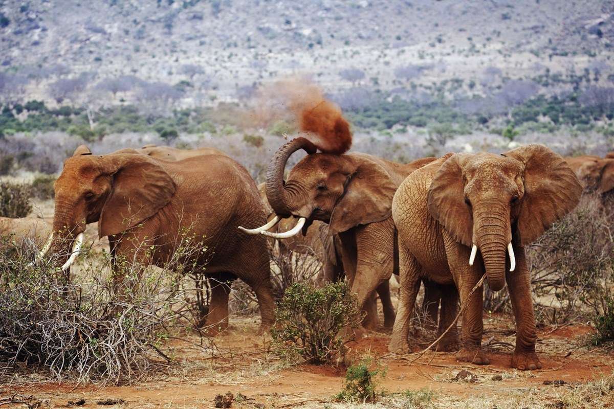 Tsavo East National Park