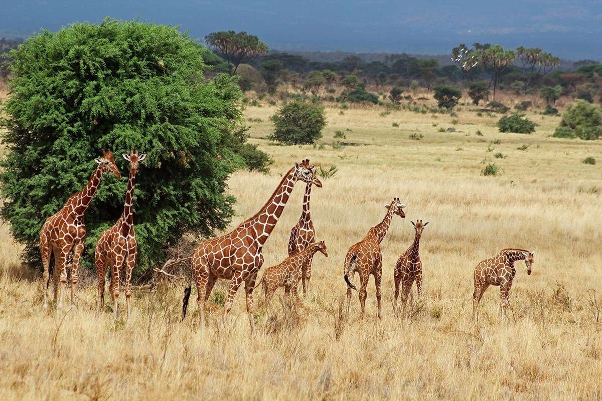 Aberdare National Park