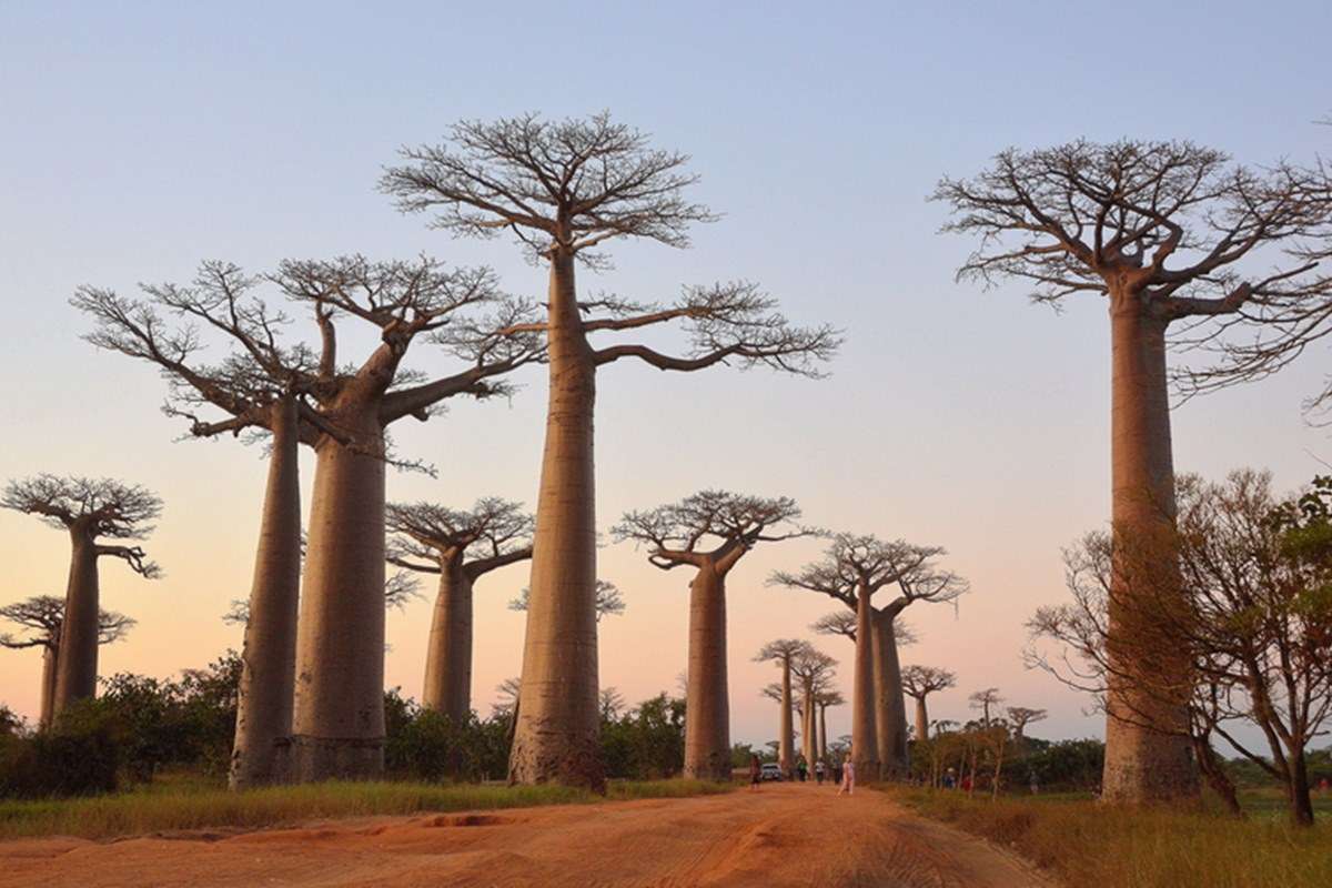 Avenue of the Baobabs