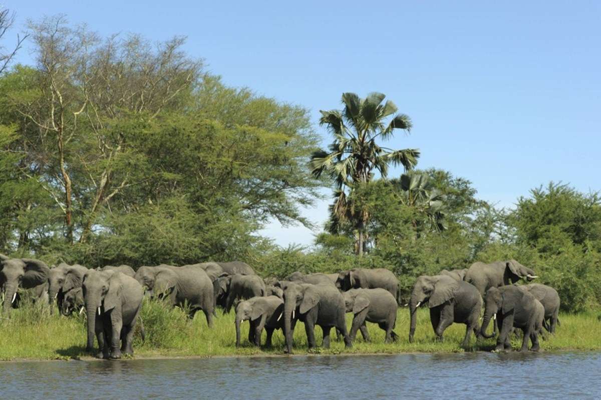 Liwonde National Park