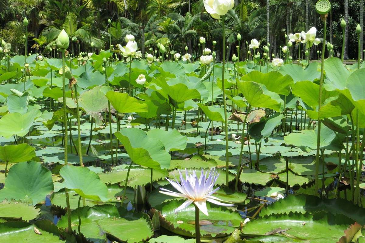 Sir Seewoosagur Ramgoolam Botanical Garden