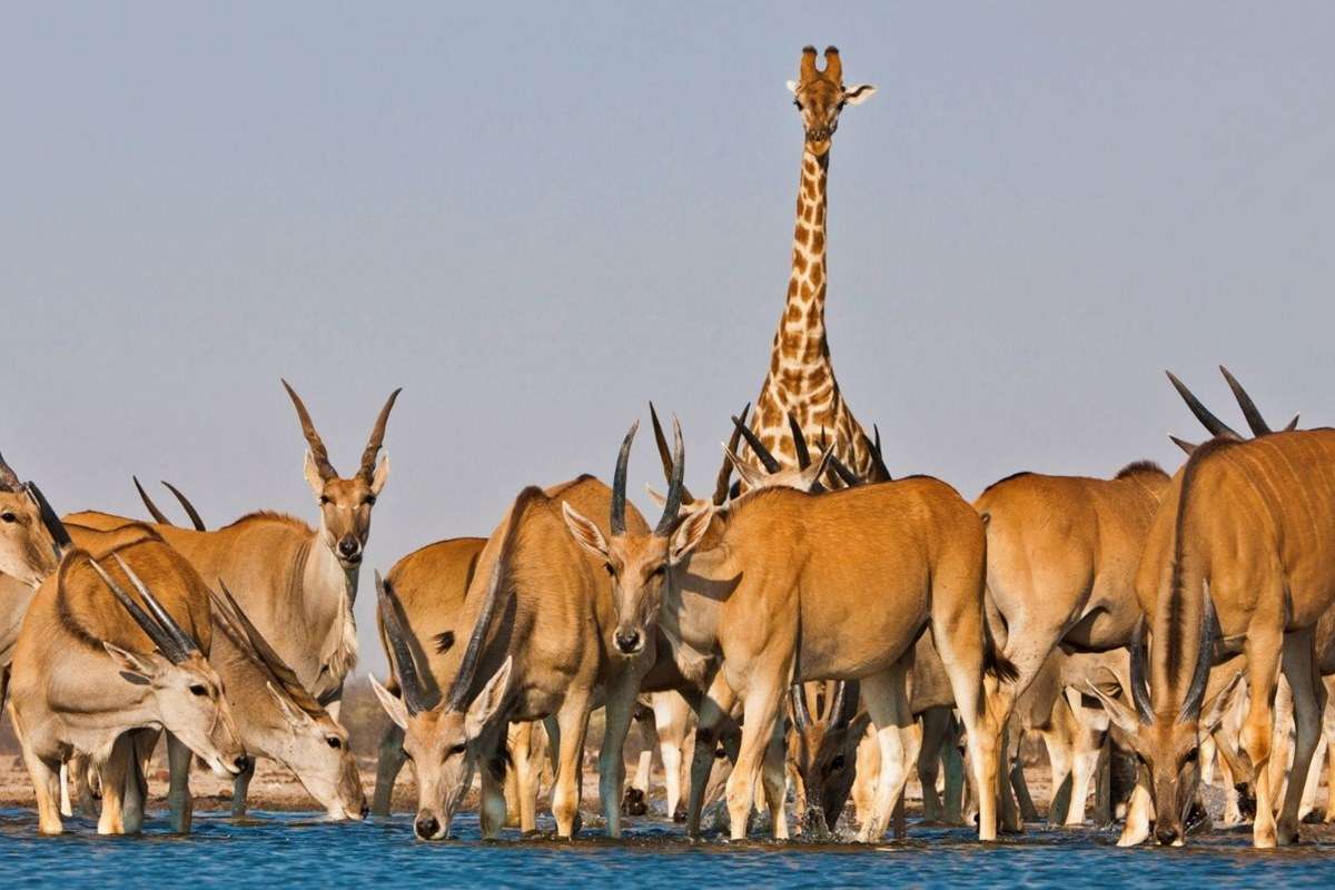 Etosha National Park