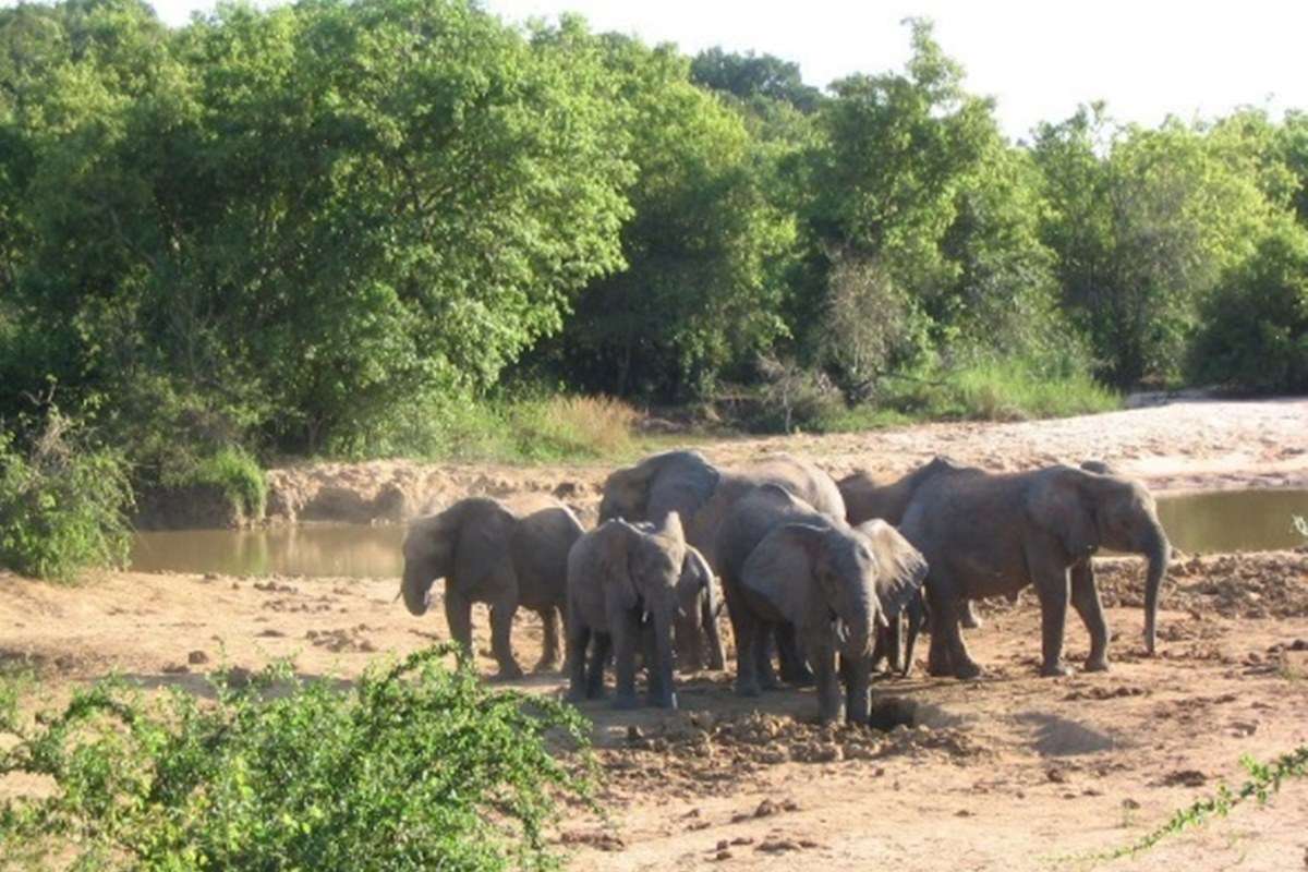 Yankari National Park