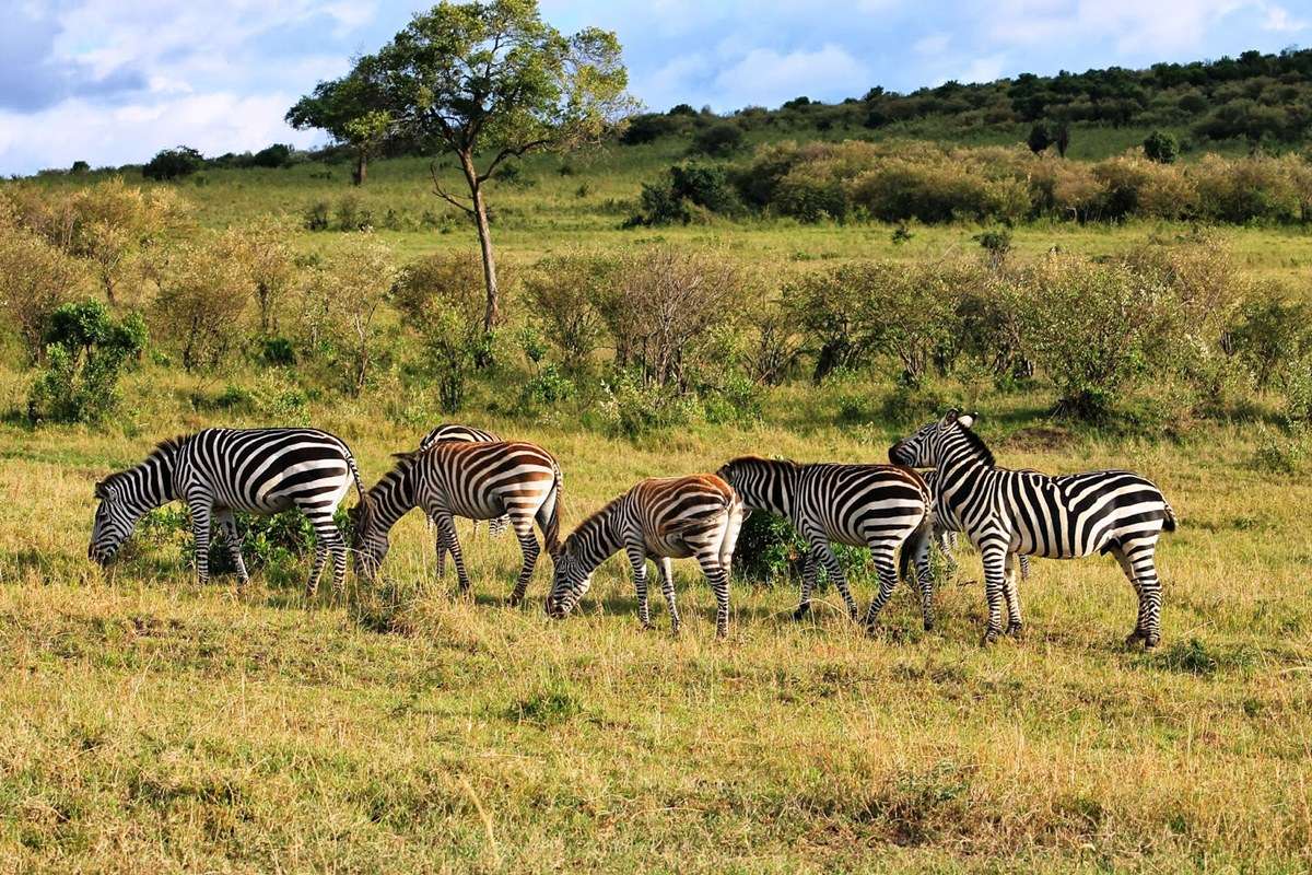 Yankari National Park