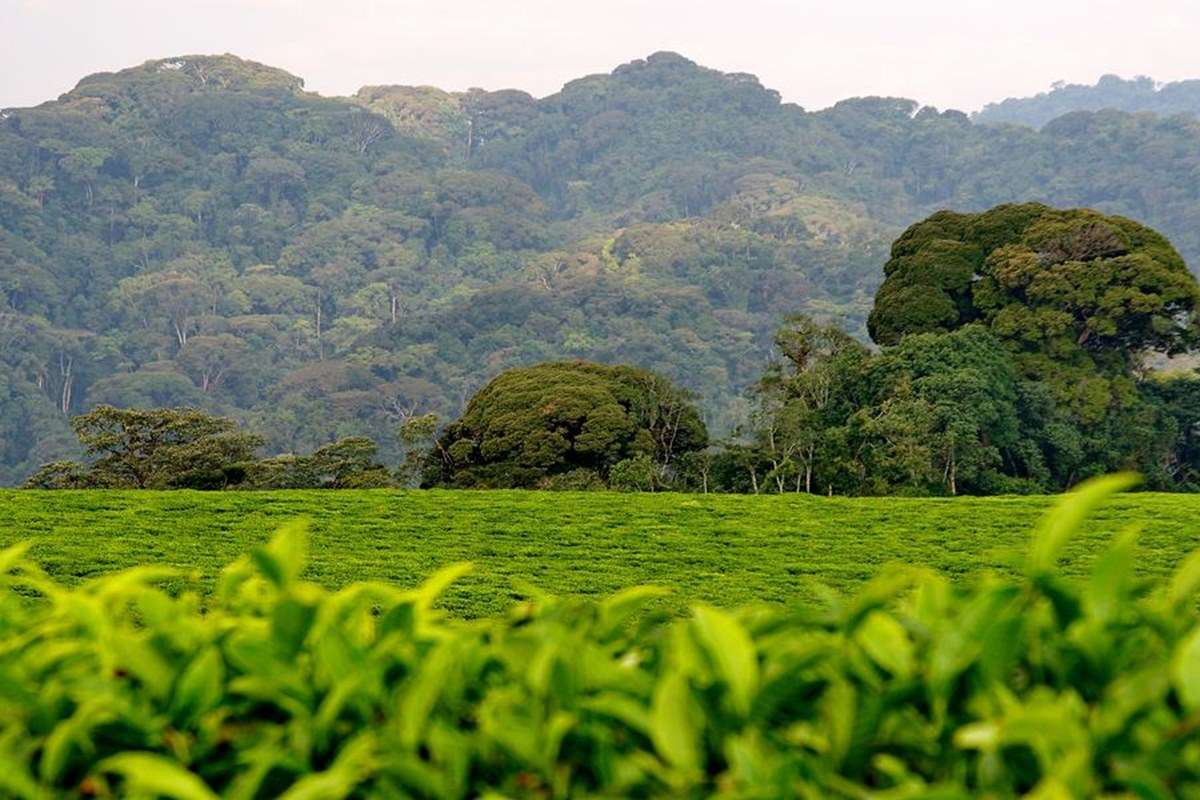 Nyungwe forest