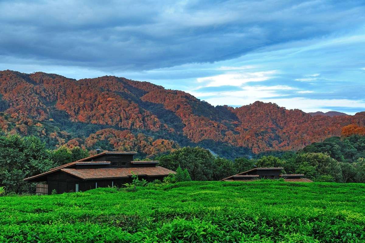 Nyungwe forest