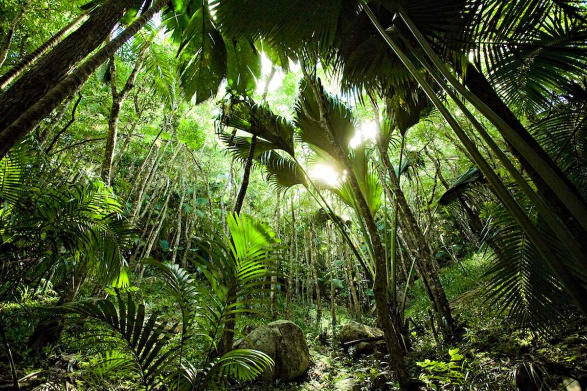 Vallee de Mai National Park