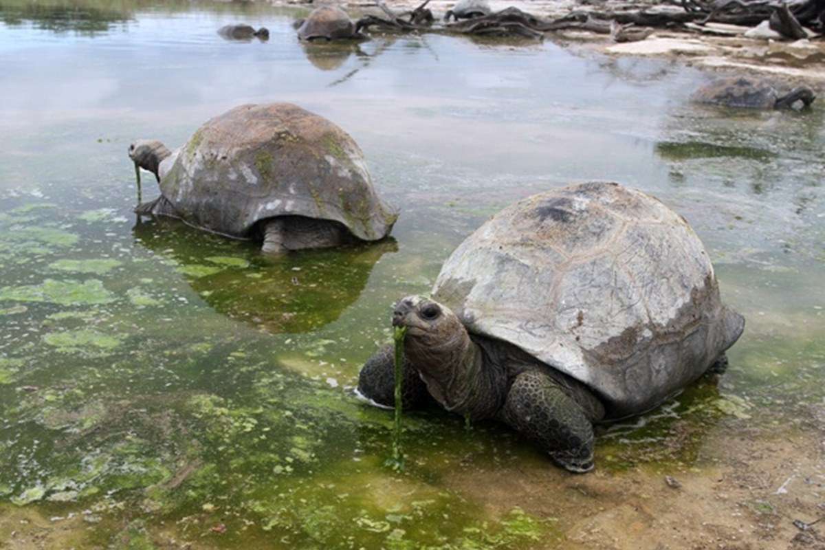 Aldabra Island