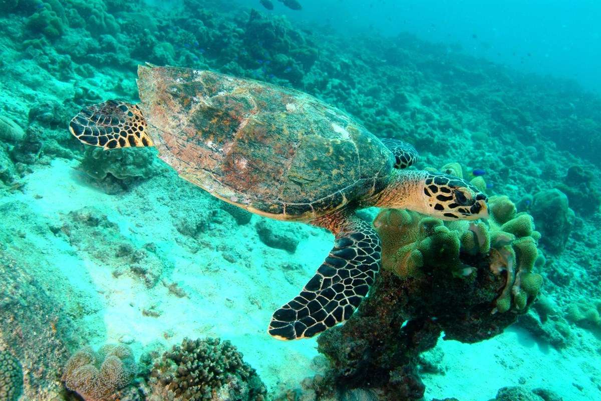 Sainte Anne Marine National Park