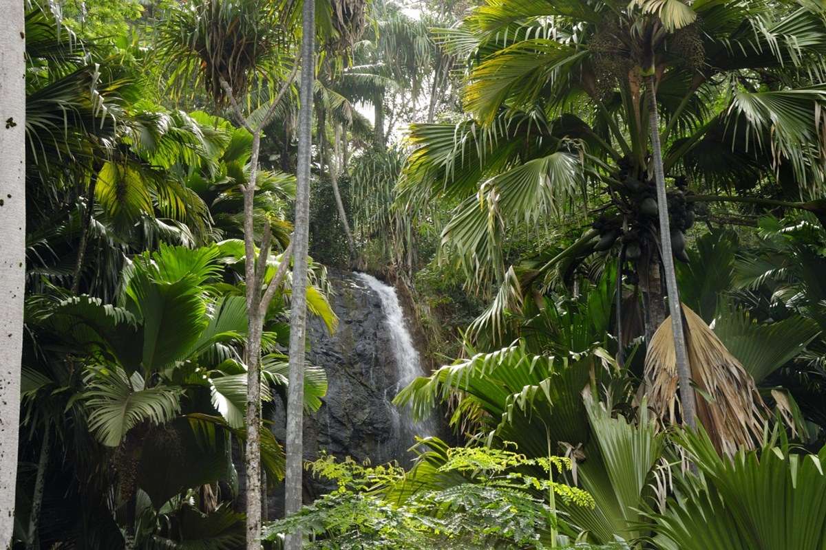 Vallee de Mai National Park