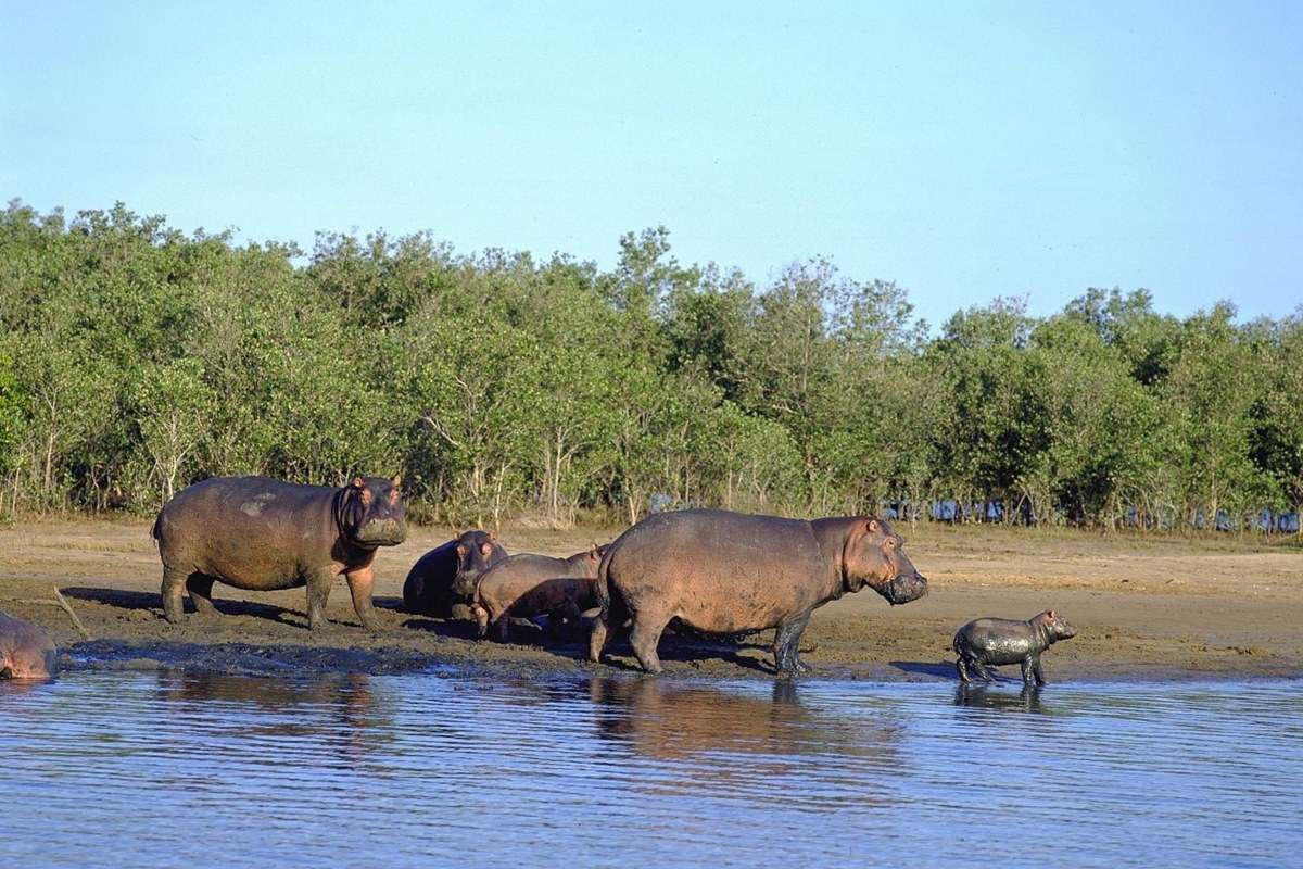 iSimangaliso Wetland Park