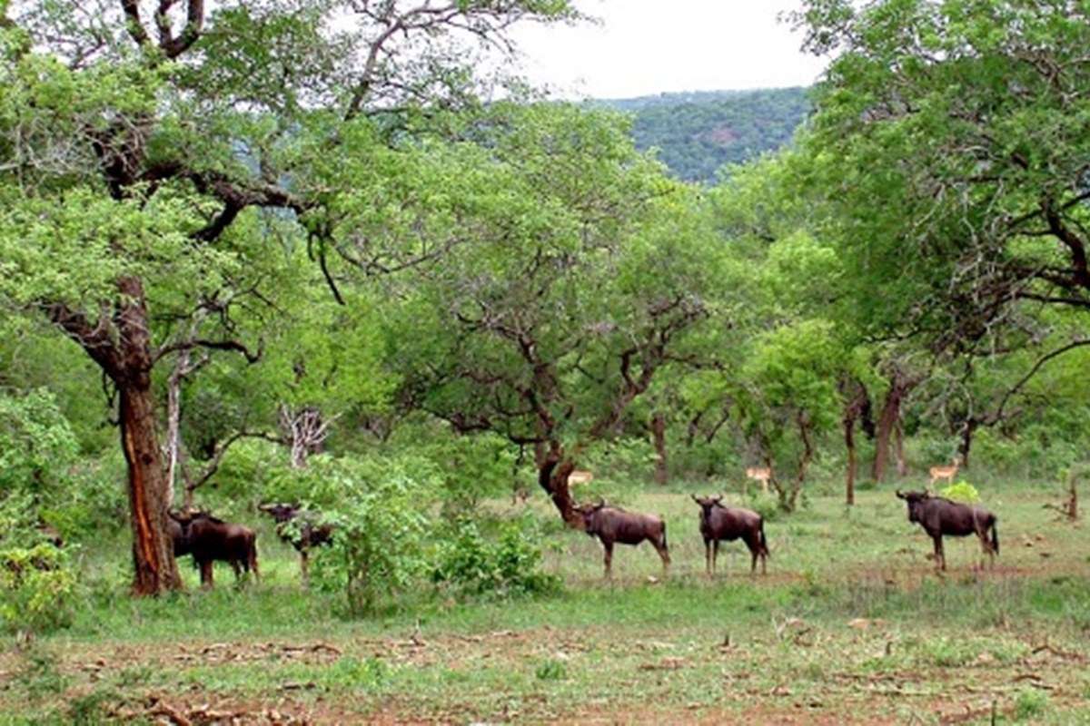 Mlawula Nature Reserve