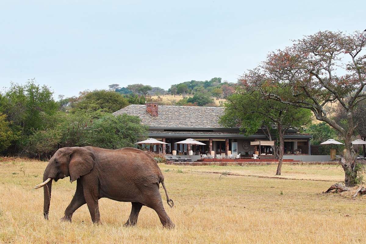 Serengeti House