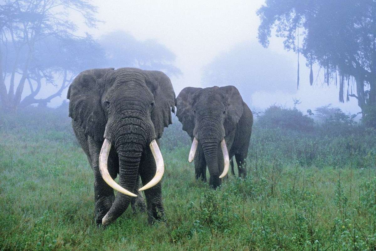 Ngorongoro Conservation Area