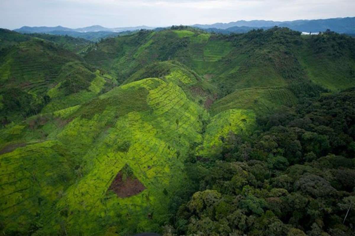 Bwindi Impenetrable National Park