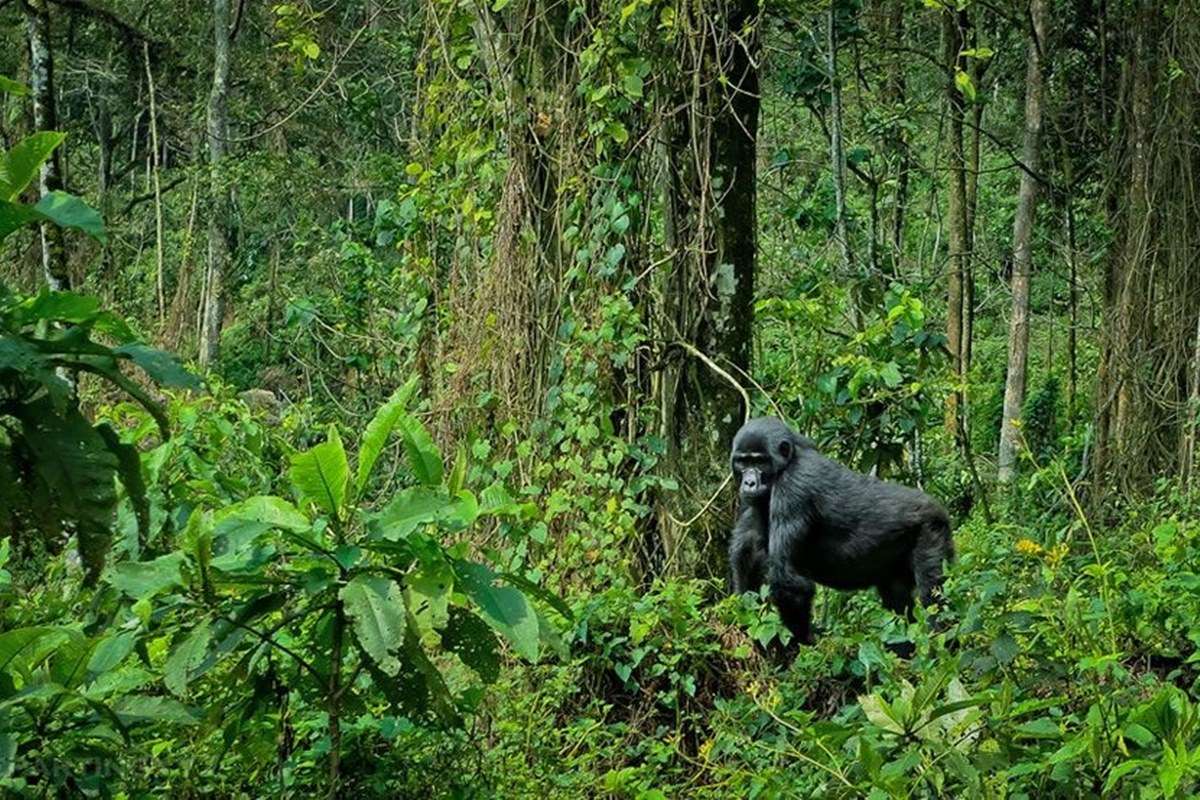 Bwindi Impenetrable National Park