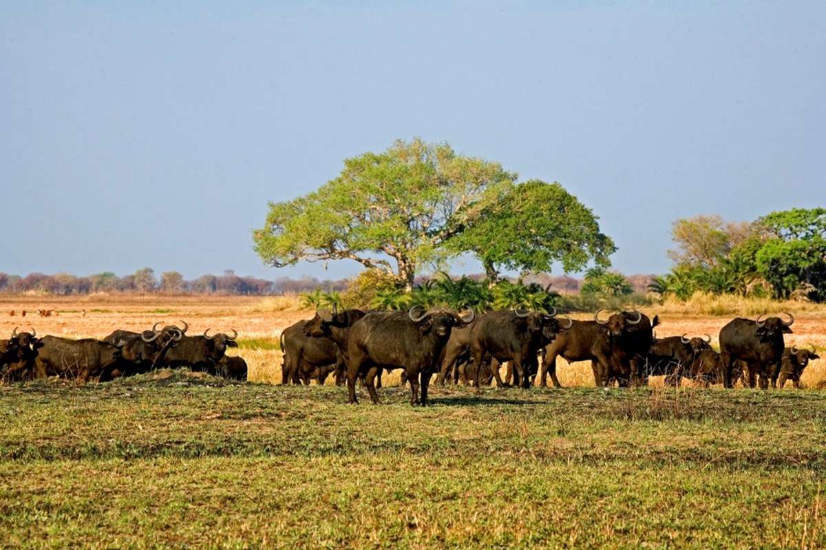 Kafue National Park