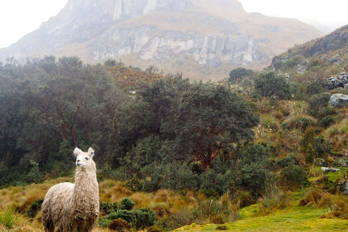 Cajas National Park