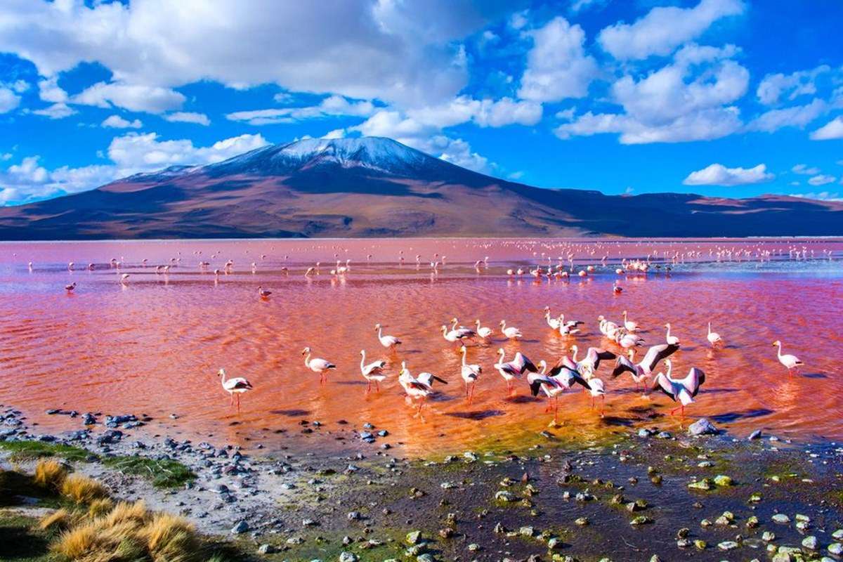 Laguna Colorada